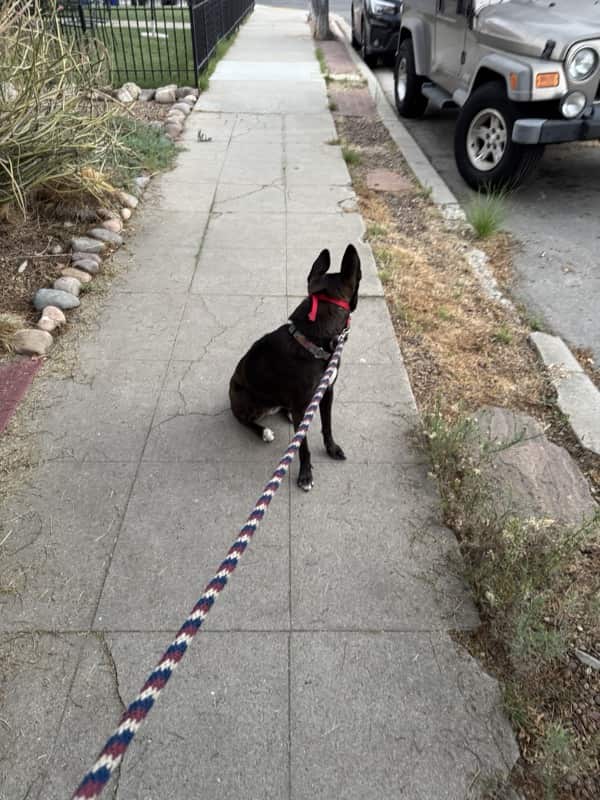 A picture of a black dog named Bowie sitting, taken on September 11 2025 at 6:26 am